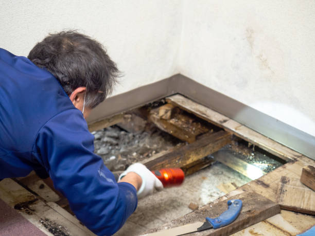 Best Local Mold Removal Service  in Moorpark, CA