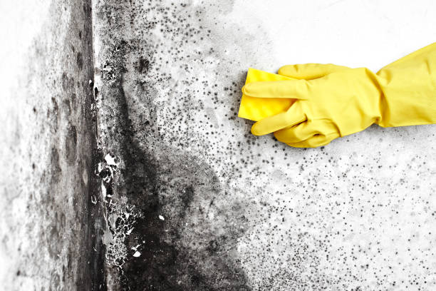 Best Emergency Mold Removal  in Moorpark, CA
