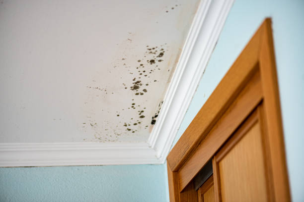 Best Commercial Mold Removal  in Moorpark, CA