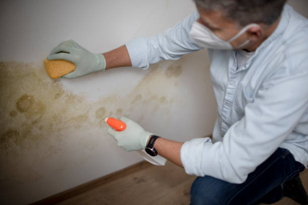 Best Mold Damage Repair  in Moorpark, CA