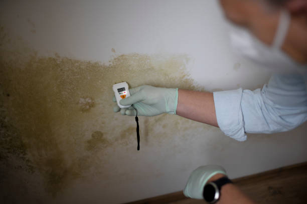 Best Mold Testing  in Moorpark, CA