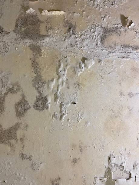 Best Professional Mold Removal  in Moorpark, CA