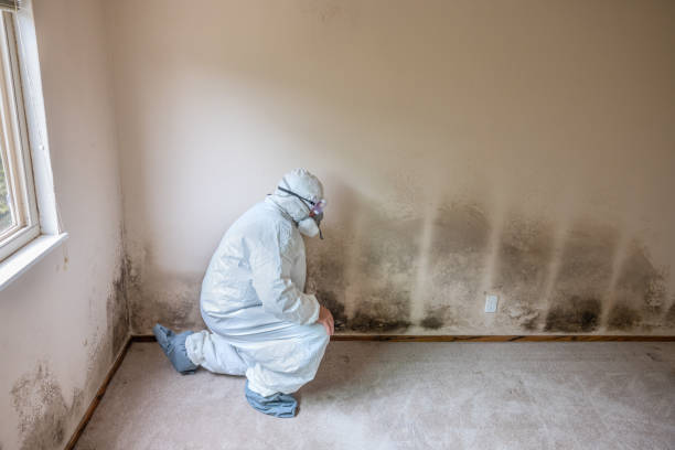 Home Mold Removal in Moorpark, CA