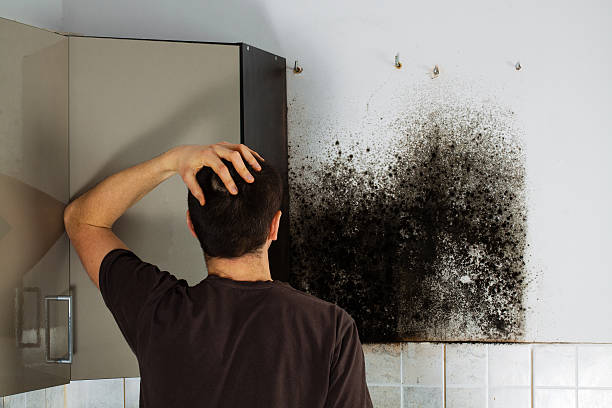 Best Mold Remediation  in Moorpark, CA